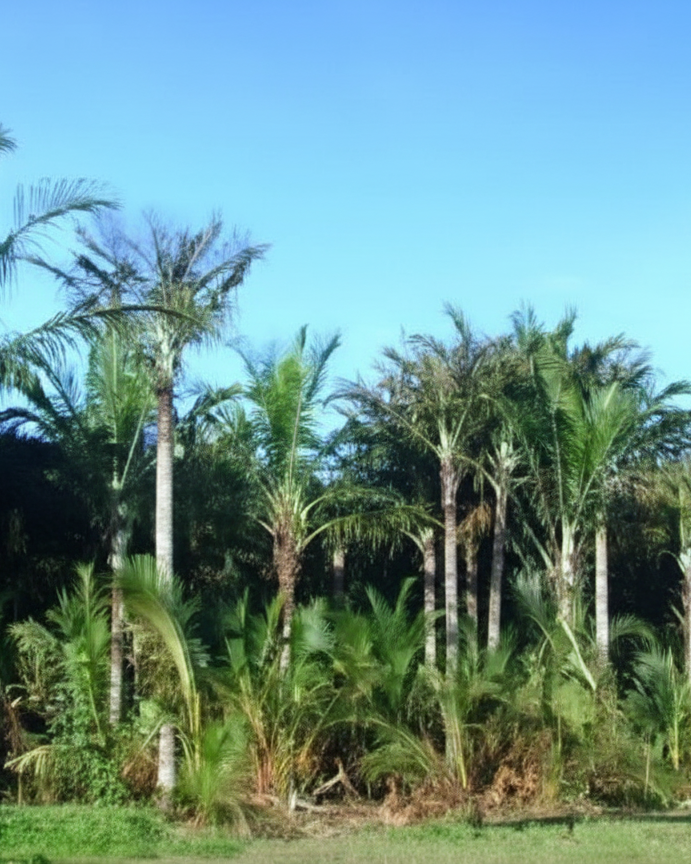 Sagu Selat Panjang Meranti