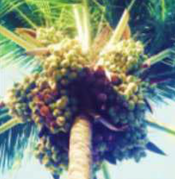 Kelapa