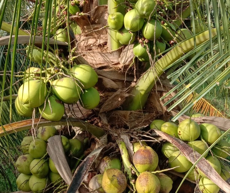Kelapa Genjah Labuhanbatu